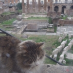 【7位：イタリアトッレ・アルジェンティーナ広場】 ローマ旧市街中心にある遺跡で、紀元前の共和制ローマ時代の神殿やポンペイウス劇場の一部もあったとされるこの広場には猫がいっぱい！というのも遺跡の中に、ボランティアによる野良猫の保護センターがあるからです。250匹もの猫が里親を待っているそうです。