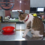 【6位：【台湾】侯硐（ほうとん） 台北から電車で40～50分程度の距離にある町。 かつて炭鉱で栄えた村は、今や猫と、商店が扱う猫グッズで猫村の名に恥じない癒しスポットとなっています。 村を歩けばいたるところで人懐っこい猫に出会えるため、世界から“猫好きが集まる村”として注目を集めています。