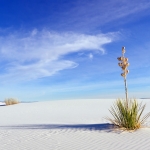 【6位：アメリカ　ホワイトサンズ国定記念物】＜一面に広がる白砂の絶景＞ アメリカのニューメキシコ州の荒野に忽然と現れる純白の砂漠、それがホワイトサンズ国定公園です。東京の約4分の1程の面積を誇ります。この砂漠の白い砂はアラバスターという雪花石膏で、水溶性のため、通常は雨などで川から海へと流れていき留まることはありません。しかしこの一帯には川がないため雨や雪解け水によって溶かし出された石膏などの鉱物が平地を覆うように溜まり、乾燥して結晶となりました。その結晶が長い年月をかけて風化し、浸食され、砂状に砕かれて現在の白砂漠を形成するに至ったのです。 アクセス：日本からアメリカ主要都市で乗り継ぎ約15時間でテキサス州エルパソへ。そこから車で約1時間40分。
