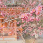【Instagramより　xxcaoxxさん/京都】 京都旅行で春の訪れを教えてくれる梅を見た日に 大切な指輪をもらったことを思い出す。 2年前のいまごろ。 * #kyoto #japan #spring #yougotabox xxcaoxx#japaneseapricot #flowers #japantravel #travelgram #instatravel #travel #traveler #pink #beautiful #historic #olympus #ig_japan #igersjp #京都 #梅 #春 #北野天満宮 #ピンク #お花 #春の訪れ #思い出 #旅行 #カメラ女子 #オリンパス #おしゃれ #かわいい旅 #春が好き