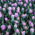 【Instagramより　risatabiさん/三重・なばなの里】 #チューリップ#なばなの里#ピンク#花#春#写真撮るの好きな人と繋がりたい#かわいい旅#三重#igearsjp#flower#pink#life_with_eosm10
